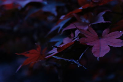 Close-up of maple leaves on plant