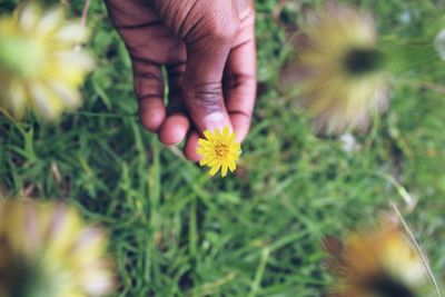 Close-up of hand holding yellow flower