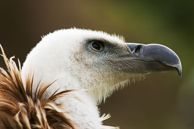 Close-up of eagle