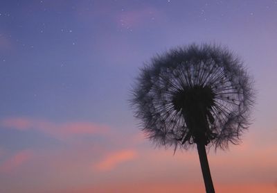 Low angle view of dandelion against sky at sunset