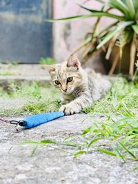 Portrait of cat on field