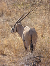 Oryx in the bush