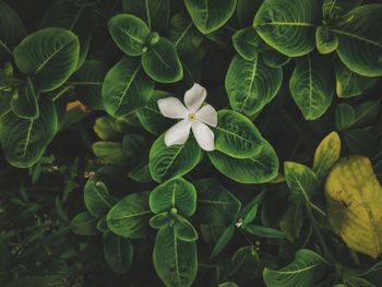 High angle view of flowering plant