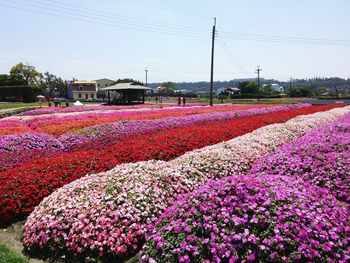 Pink flowers blooming in field