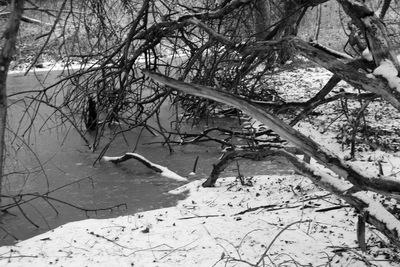 Bare trees in puddle during winter