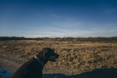 Dog on field against sky