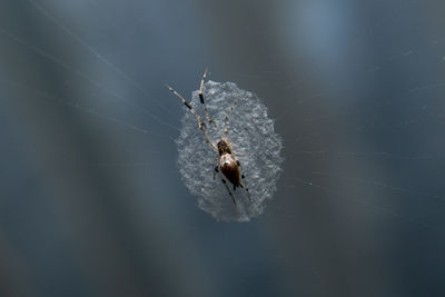 Close-up of spider