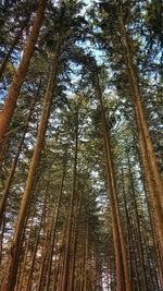 Low angle view of trees in forest against sky