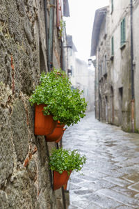 Potted plants by wall in city