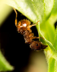 Close-up of spider