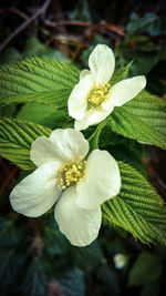 Close-up of flower blooming outdoors