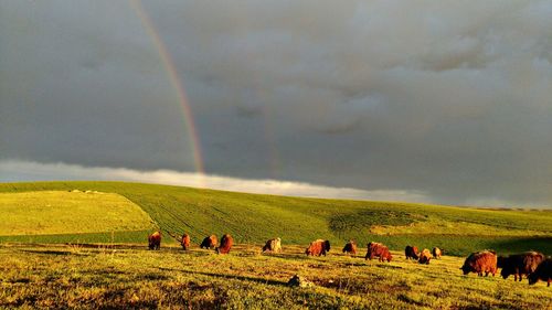 Cattle grazing on grass against rainbow in sky
