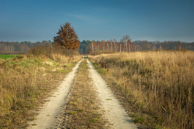 Dirt road to the forest, autumn tree and blue sky, zarzecze, poland