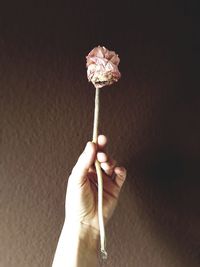 Close-up of hand holding rose flower