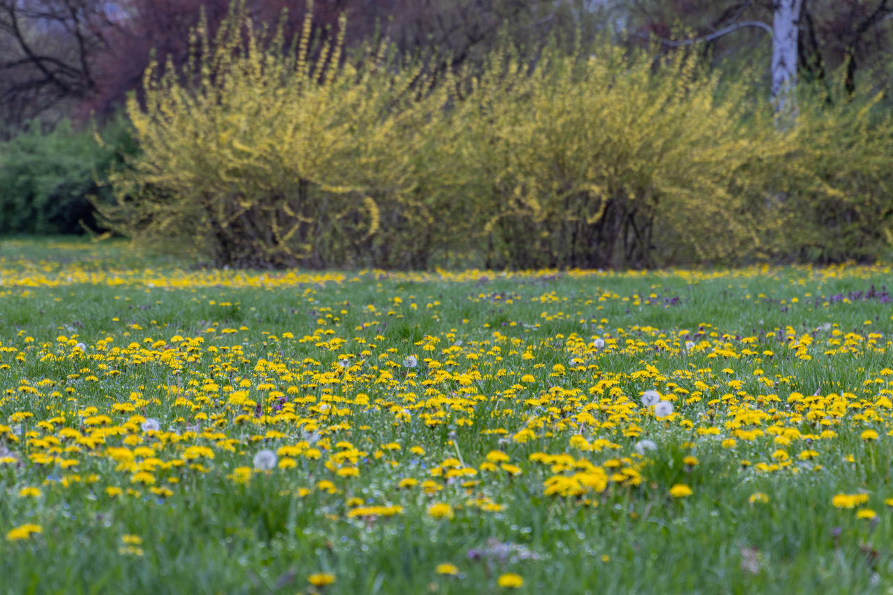 VIEW OF YELLOW FLOWERING PLANTS ON FIELD
