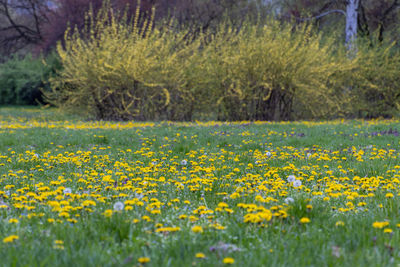 View of yellow flowers growing in field