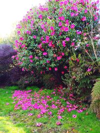 Close-up of pink flowering plants in garden