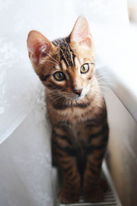 Cute and beautifull bengal cat age of one year look to the someone