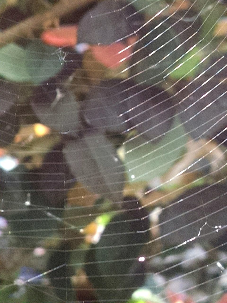 spider web, motion, night, blurred motion, wet, illuminated, drop, long exposure, water, pattern, spider, rain, close-up, backgrounds, no people, indoors, full frame, focus on foreground, speed, fragility
