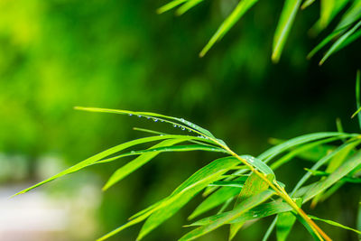 Close-up of fresh green leaf