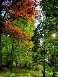 Trees in forest during autumn