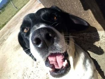 Close-up portrait of a dog