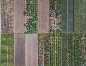 Close-up of plants growing on field