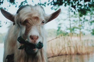 Close-up of hairy goat at farm