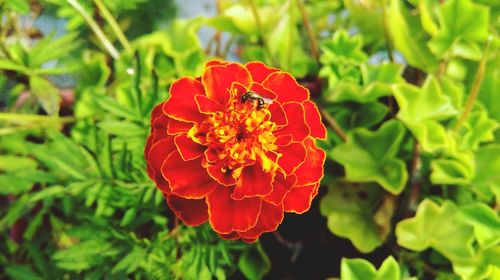 Close-up of red flower