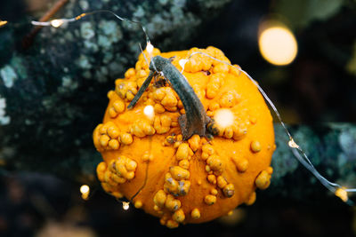 Close-up of pumpkin on illuminated tree during halloween