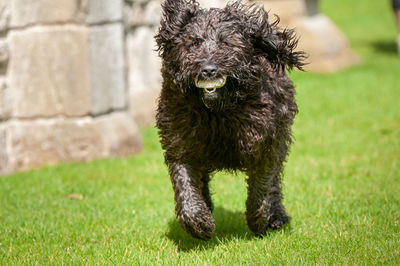 Black labradoodle dog making eye contact while running with a ball in its mouth