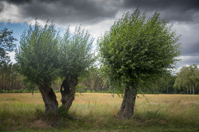 Trees on field against sky