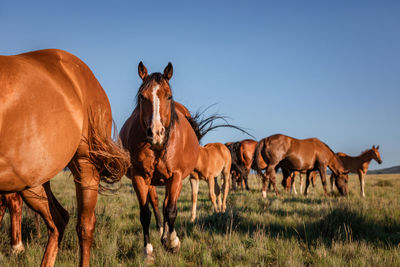 Horses on a field