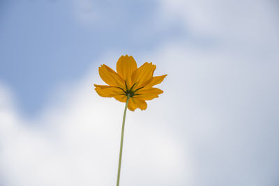 Low angle view of yellow flowering plant against sky