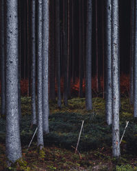 View of trees in forest