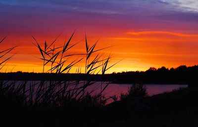 Silhouette of trees at sunset