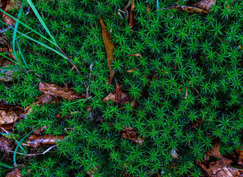 High angle view of grass on field