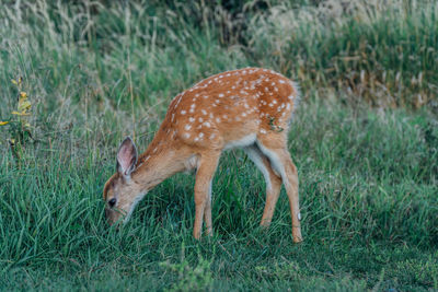 Deer in a field