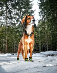 Dog looking away on snow covered land