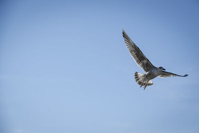 Low angle view of eagle flying against clear sky