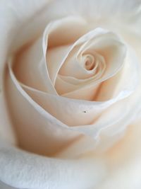 Close-up of white rose