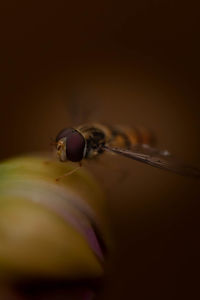 Close-up of bee pollinating on flower