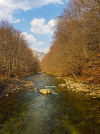Stream amidst plants in forest against sky