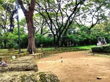 Trees in park