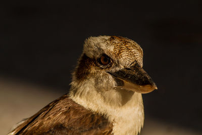 Close-up of eagle against black background