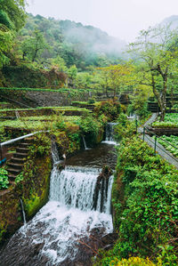 Stream flowing amidst trees in forest