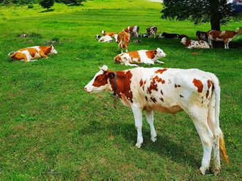 Cows on field