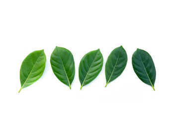 High angle view of leaves against white background