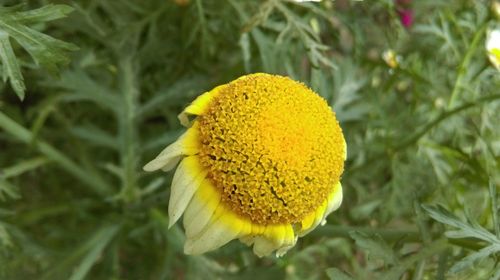 Close-up of yellow sunflower