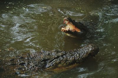 View of crab in river